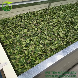 500cm Length 100cm Width Tea Leaves Withering Trough ZC-6CWD-500