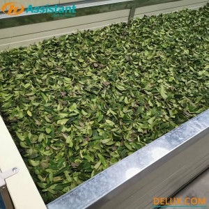 Fresh Tea Leaves Withering Process Wilting Machine 6CWD-580