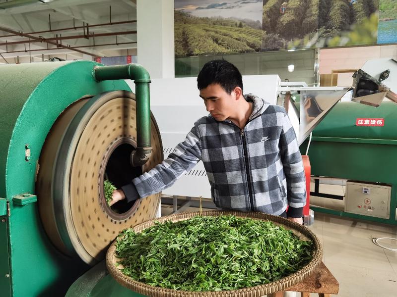 Tea Fixation Affects Spirng Clammy Green Tea Production