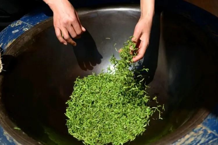 Key Process Point Of Green Tea And White Tea