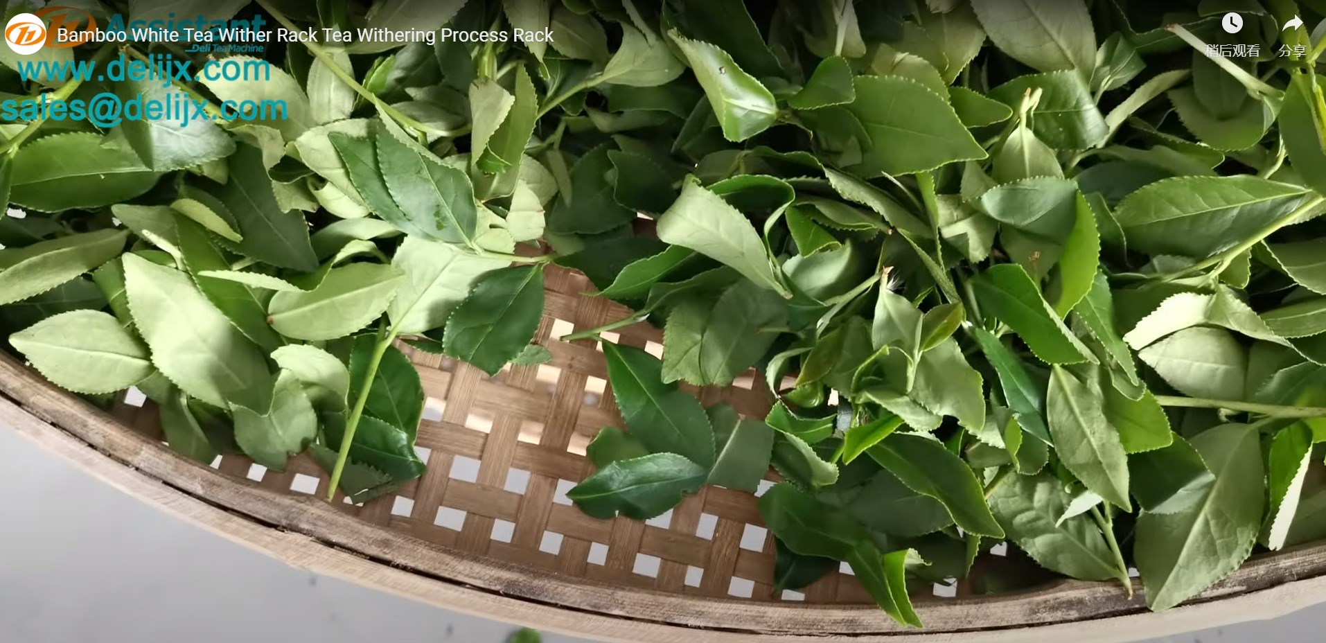 Improve The Aroma Of Green Tea 1