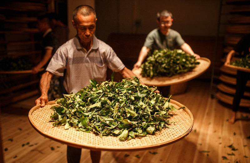 Key Process Point Of Oolong Tea And Black Tea