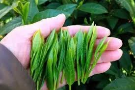 The Stander Of Tea Leaves Picking 2