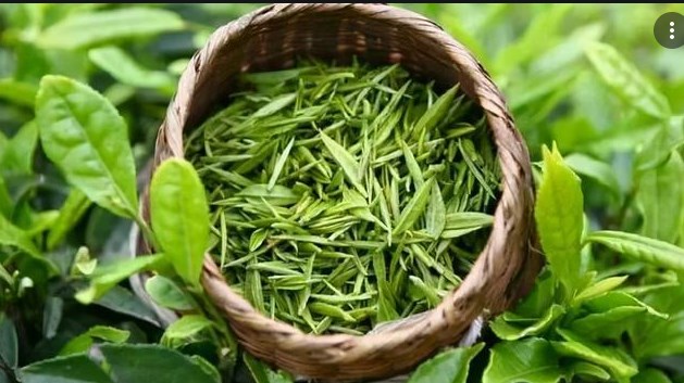 Fresh Tea Leaves