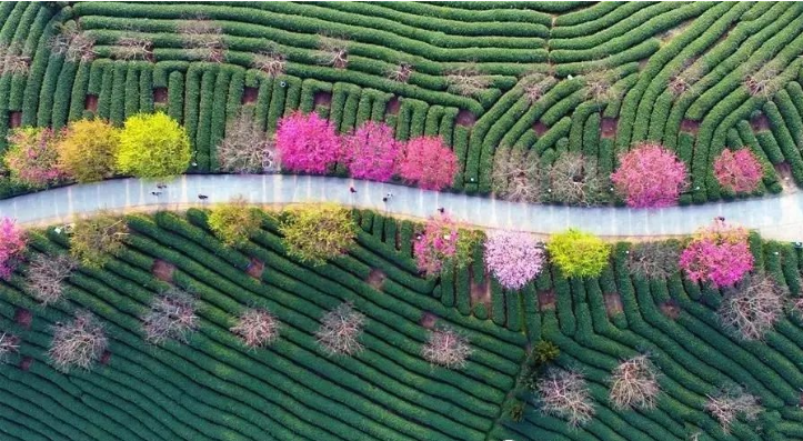 What soil is suitable for growing tea?