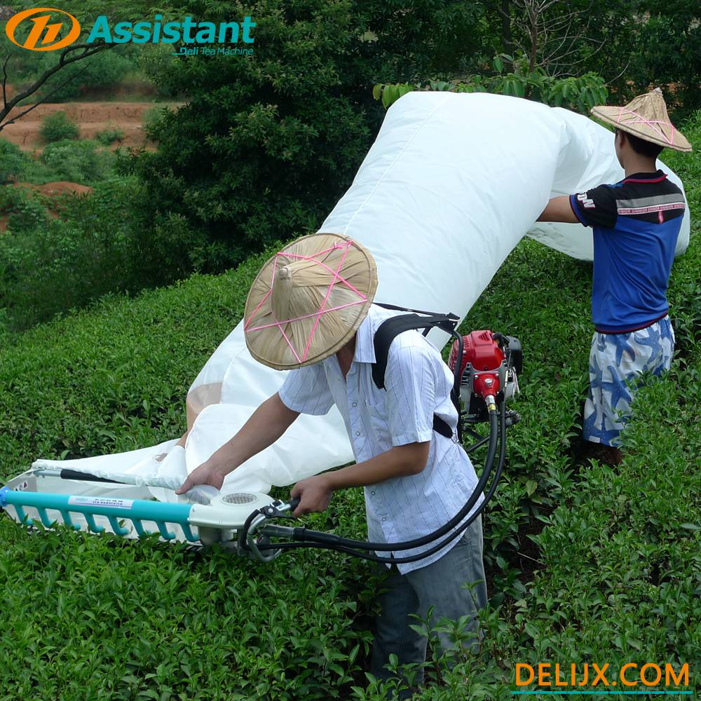 Misunderstandings About Green Tea 1